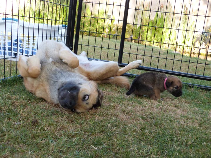 chinook dog